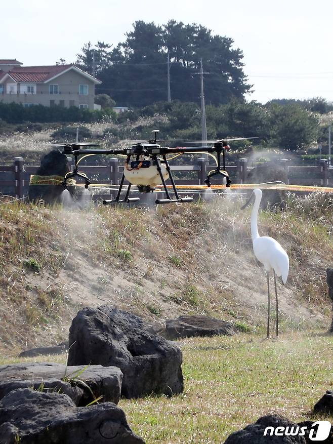 제주특별자치도는 지난 20일 제주시 외도1동에서 발견한 야생철새(흰뺨검둥오리) 폐사체에 대한 정밀검사 결과 'H5N8형' 고병원성 AI로 확인됐다고 29일 밝혔다. 제주시 구좌읍 하도리 철새도래지에서 드론을 활용한 방역작업이 진행되고 있다.2020.11.23 /뉴스1 © News1 오현지 기자
