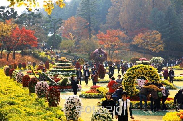 청남대 국화축제/사진=청주시