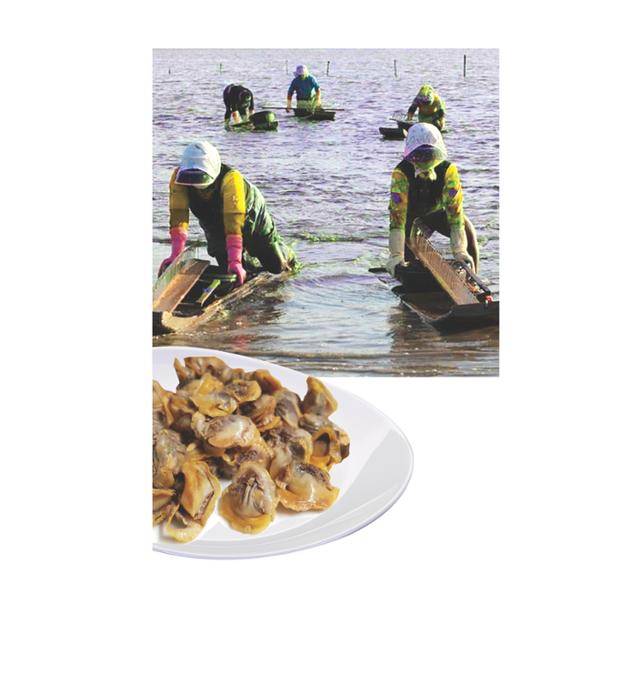 더드림홈쇼핑 제공