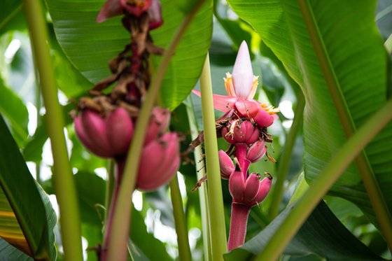 동남아가 원산지인 벨루티나바나나. 열매도 꽃도 분홍색이다. 최승표 기자