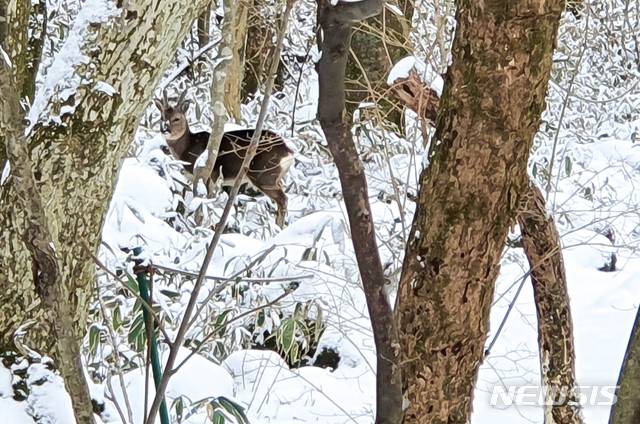 [제주=뉴시스]우장호 기자 = 제주 산간과 북부 지역을 중심으로 눈이 내린 29일 오전 제주 한라산 관음사 탐방로 인근 숲에 먹이를 찾아 내려온 노루 한 마리가 눈길을 걸어가고 있다. 2021.01.29. woo1223@newsis.com