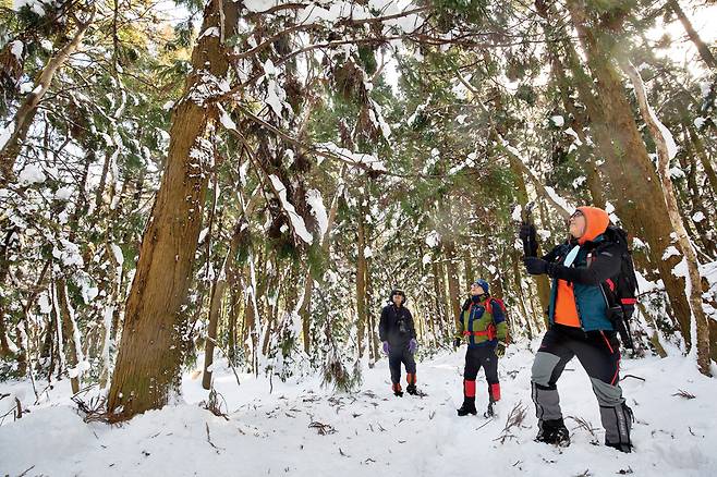 눈꽃 핀 삼나무들.