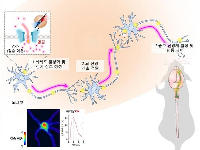 자기유전학을 통한 뇌 신경 활성화 [IBS 제공. 재판매 및 DB 금지]