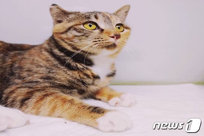 서울 고양이 입양카페에서 보호 중인 고양이 라라 © 뉴스1