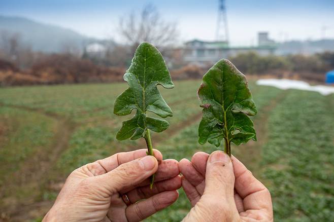 ‘단풍’ 든 시금치(오른쪽)와 일반 시금치. 남해 주민들은 “눈·서리 맞으며 얼었다 녹았다 하며 붉게 물든 시금치가 더 달고 맛나다”고 했다./이신영 영상미디어 기자