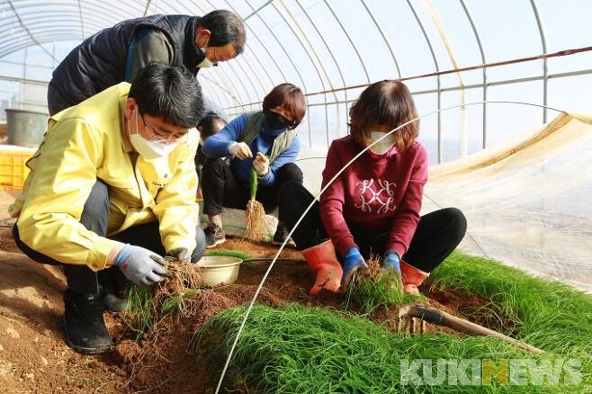 맹정호 서산시장이 29일 음암 달래농가를 방문해 달래를 함께 수확하는 모습.