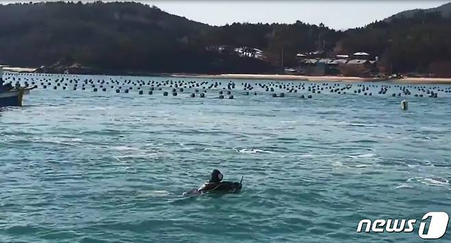 고소인 김씨가 새조개 해역 관리를 위해 해녀를 투입해 작업하는 모습. © 뉴스1