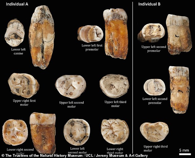 영국령 저지섬 동굴에서 발굴된 치아화석 13점은 적어도 2명의 네안데르탈 혼혈인에게서 나온 것으로 추정되고 있다.