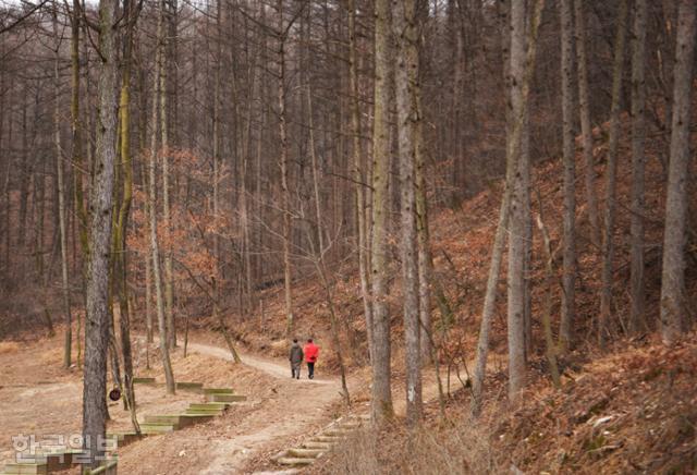 낙엽송 숲이 울창한 깊은산속옹달샘의 산책로. 야외 걷기 명상을 진행하는 장소다.