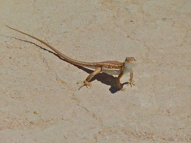 점박이 사막 도마뱀(spotted sand lizard) [Marcus Strom (Sydney Uni) 제공]