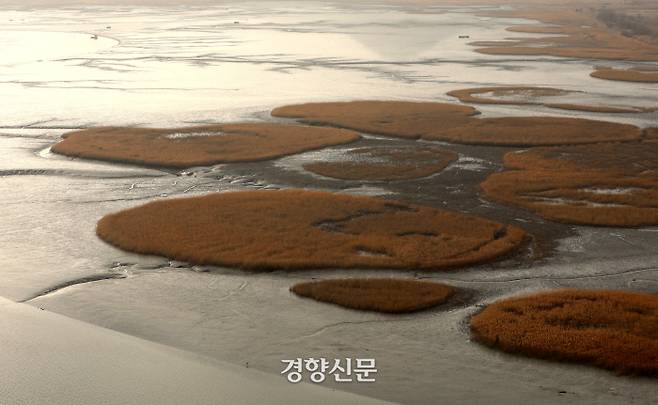 원형 갈대 군락은 습지의 멋을 더한다. /강윤중 기자