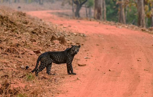 야생동물 사진작가 아누락 가완디(24)는 지난달 마하라슈트라주 타도바 국립공원에서 아주 희귀한 흑표범을 포착했다.