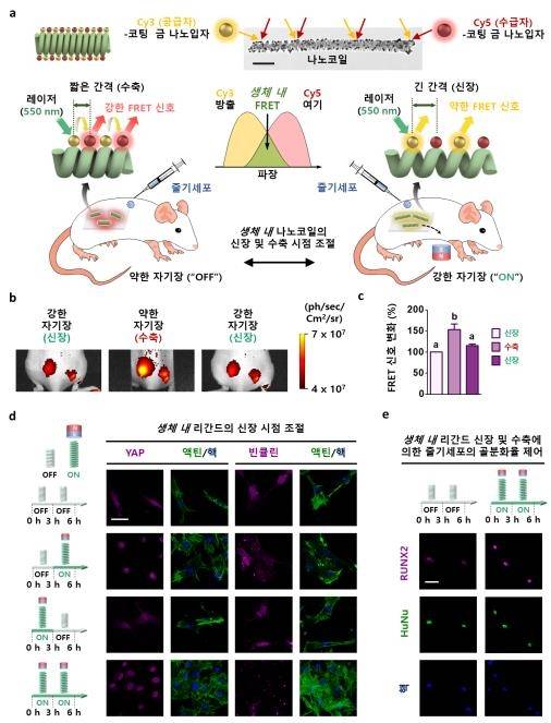 생체 내 리간드 간격에 따른 줄기세포 제어 시스템 모식도 [과기정통부 제공. 재판매 및 DB 금지]