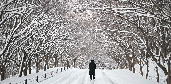 전북 정읍 내장산의 절집 내장사로 드는 단풍나무 길. 밤새 눈이 내린 다음 날 아침의 풍경이다. 서로 손을 맞잡듯 하늘을 가리고 있는 단풍나무 가지마다 눈이 가득 쌓였다.