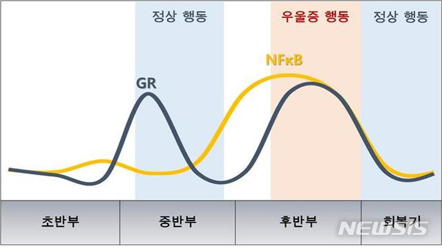 [대전=뉴시스] 뇌 속 NFκB 및 GR 활성 변화와 동물행동. 후반부 뇌에서 NFκB 활성이 억제되지 않아 우울증 증상을 보였다.