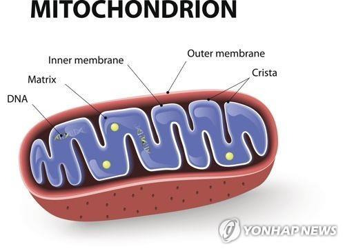 세포 안의 ‘발전소’인 미토콘드리아 결함이 자폐증의 원인일 수 있다는 연구결과가 나왔다. /연합뉴스