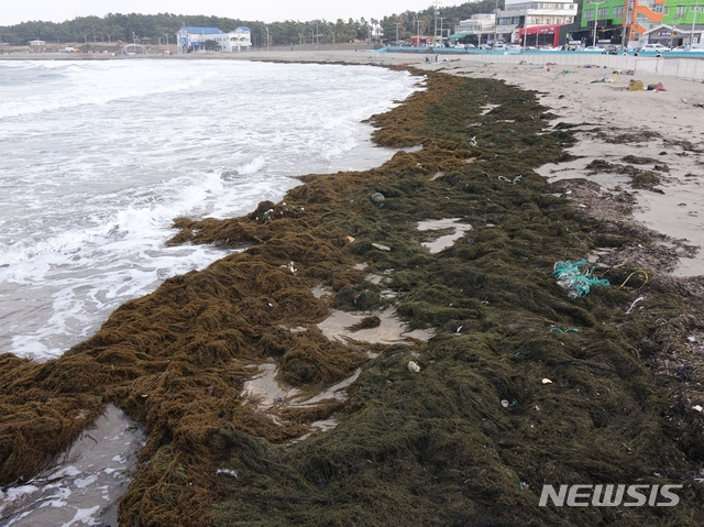 [제주=뉴시스]강경태 기자 = 제주 해역에 올해 처음으로 괭생이모자반 유입이 확인된 18일 파도에 밀려온 괭생이모자반이 제주시 이호테우해수욕장 해변을 따라 쌓여있다. 2021.01.18. ktk2807@newisis.com