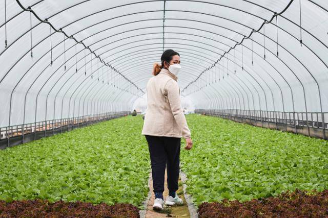 캄보디아에서 온 이주노동자 속헹(25)씨가 근무하는 충북 충주 농장의 모습. 이한호 기자