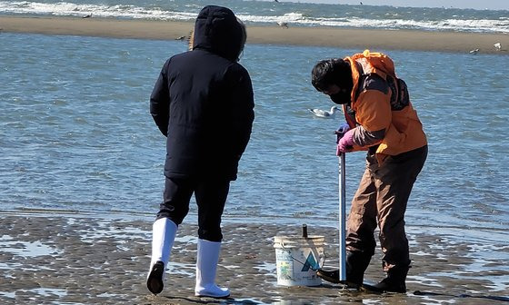 충남 서해안의 한 바닷가에서 관광객들이 일명 '빠라뽕'으로 불리는 불법도구를 이용해 개불을 채취하고 있다. 불법도구를 이용해 수산물을 채취하면 1000만원 이하 벌금이 부과된다. [사진 충남도]