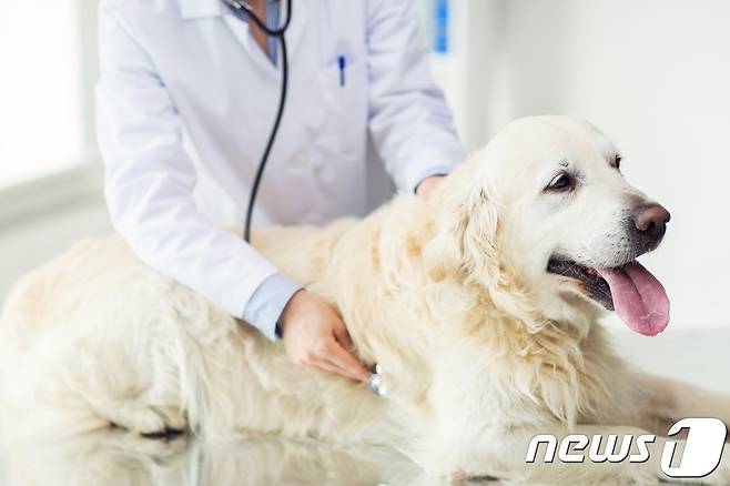 동물병원에서 진료받고 있는 강아지. 사진 이미지투데이 © 뉴스1