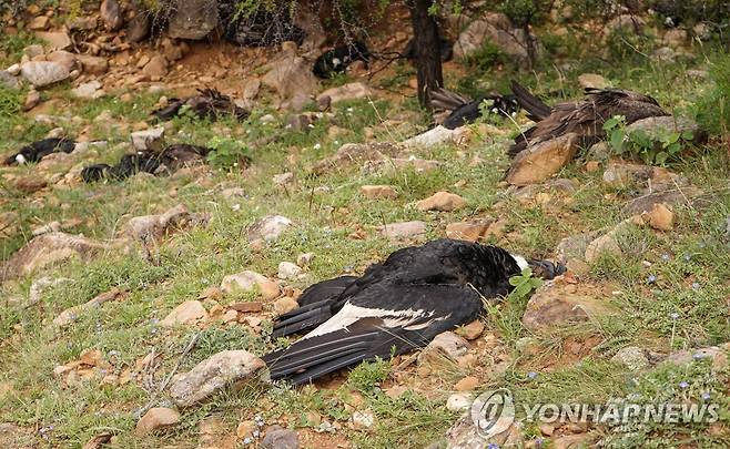 볼리비아 타리하에서 죽은 채 발견된 콘도르 [타리하 지방당국/EPA=연합뉴스 재판매 및 DB 금지]