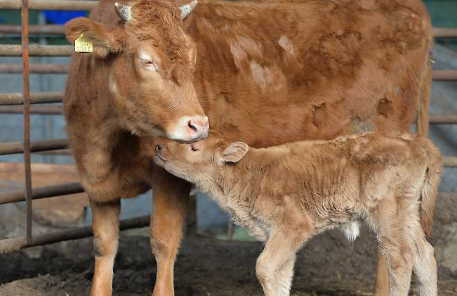 2021년 신축년(辛丑年) 소띠 해를 앞둔 지난해 12월 30일 대전의 한 한우농장에서 건강하게 태어난 송아지를 어미가 연신 핥아주고 있다. 프리랜서 김성태