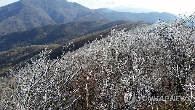 겨울 지리산 노고단 [지리산국립공원 전남사무소 제공. 재판매 및 DB 금지]