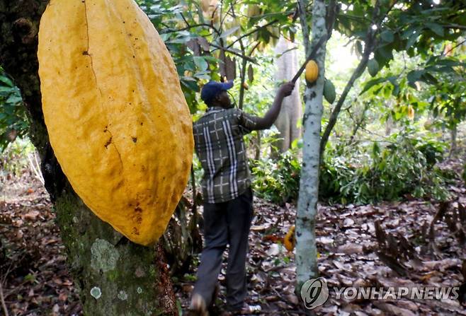 코트디부아르의 코코아 농장 [로이터=연합뉴스 자료사진]