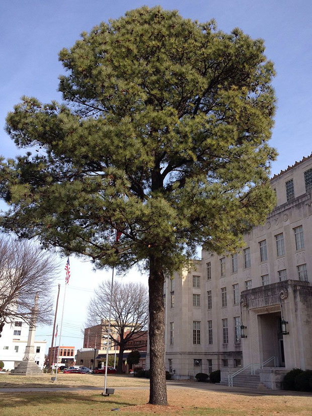 미 아칸소주 포트 스미스에 있는 세바스찬 카운티 법원 앞의 달나무인 테다소나무.