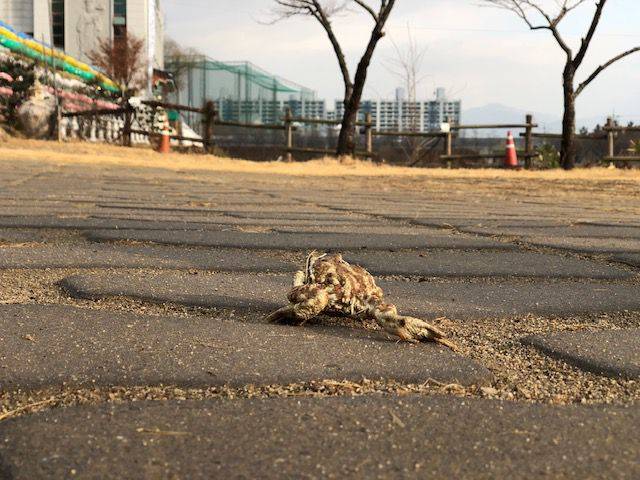 15일 오전 욱수산에서 내려온 성체 두꺼비가 산란을 위해 망월지로 가는 모습. /수성구