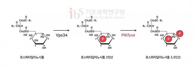포스파티딜 이노시톨의 인산화 과정. PIKfyve는 포스파티딜 이노시톨 3인산(PI3P)의 5번째 위치에 있는 수산기(OH)에 인산을 붙여 포스파티딜 이노시톨 3,5인산(PI(3,5)P2)을 만든다. IBS 제공