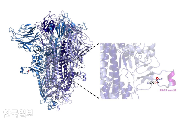677번 아미노산에서 변이가 나타난 미국 변이 코로나바이러스 구조 도식. 메드아카이브 캡처