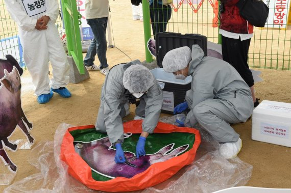 오는 22일부터 경기도내 모든 양돈농가는 권역 밖 모돈 출하 전 정밀검사를 반드시 실시해야 한다. 사진은 아프리카돼지열병 방역훈련 모습. 사진제공=경기북부청