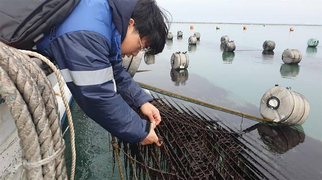 전라남도해양수산과학원이 '햇바디1호' 김 양식에 선공했다. 전남도 제공