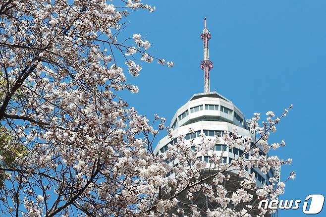 대구 달서구 두류동 이월드 83타워 주변에 활짝 핀 벚꽃이 파란 하늘과 조화를 이루고 있다. 2019.3.24 /뉴스1 © News1 공정식 기자