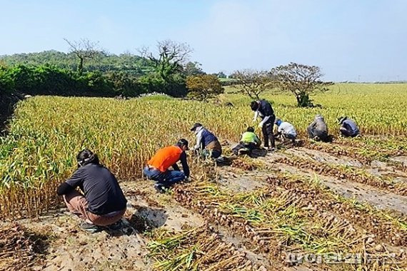 법무부 제주보호관찰소 농촌지원 사회봉사활동 /사진=fnDB