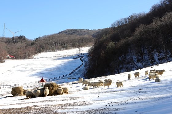 하늘목장은 겨울에도 양과 말을 방목한다. 울타리 안으로 들어가 먹이주기 체험을 할 수 있다. 최승표 기자