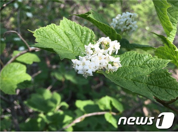 설악산 정상 일부에서만 자생하는 배암나무 꽃 사진./© 뉴스1