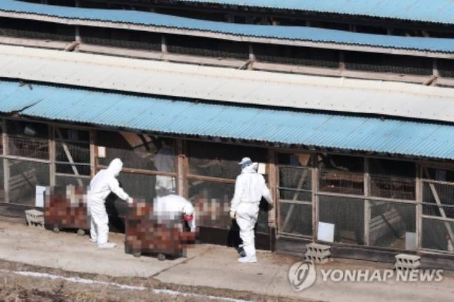 19일 오전 경기도 화성시의 산란계 농장인 산안농장에서 방역 관계자들이 살처분할 닭을 우리로 옮기고 있는 모습이다. 연합뉴스