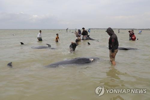 인도네시아 마두라섬 서쪽 해안에 밀려온 들쇠고래떼 [AP=연합뉴스]