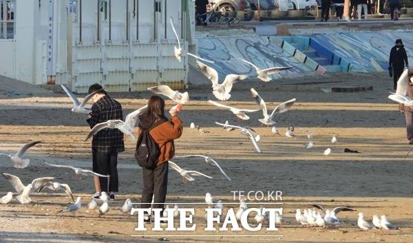 21일 포항 영일대해수욕장에서 관광객들이 던져주는 새우깡을 보고 갈매기 무리들이 달려들어 새로운 볼거리로 등장했다./포항=김달년기자