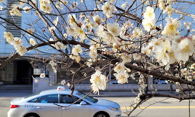 지난 16일 부산 해운대구 센텀시티에서 매화가 꽃망울을 활짝 터뜨려 봄소식을 전하고 있다. 연합뉴스