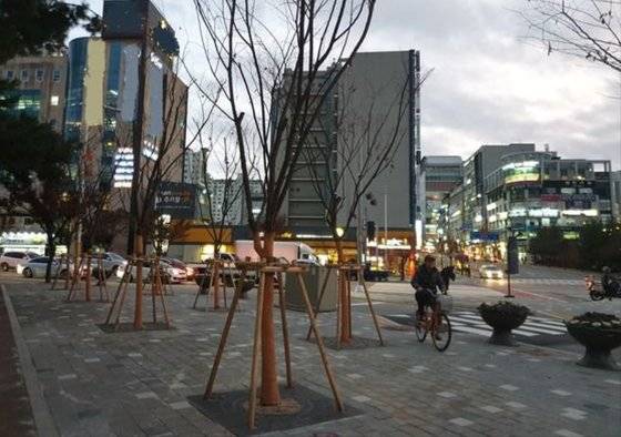 강원도 춘천시 석사동의 한 교차로 횡단보도 앞 인도엔 높이 3~4m, 지름 10㎝의 나무 9그루가 심겨 있다. 이 나무는 모두 녹음수인 느티나무로 폭염과 미세먼지 저감을 위해 춘천시가 심었다. 박진호 기자