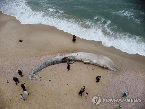 이스라엘 해변에 밀려와 죽은 채 발견된 긴수염고래 [epa=연합뉴스 자료사진]