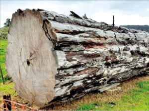 뉴질랜드에서 발굴된 고대 카우리 나무 화석.  넬슨 파커  제공