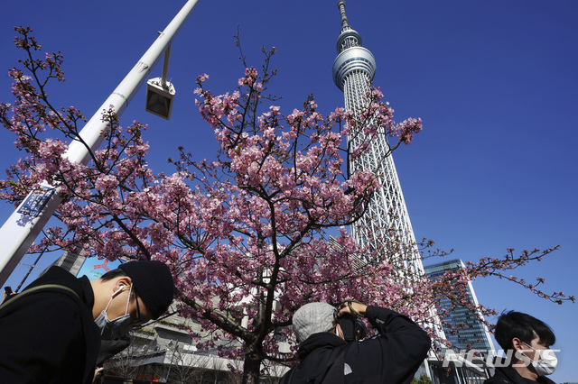 [도쿄=AP/뉴시스] 2월23일 일본 도쿄 스카이트리 인근에서 코로나19 확산 방지를 위해 마스크를 쓴 사람들이 꽃망울을 터트린 벚꽃을 보고 있다. 도쿄도는 이날 275명의 코로나19 신규 확진자가 확인돼 사흘 연속 300명을 밑돌았다. 2021.02.23.