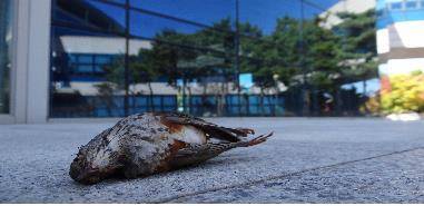 건물 유리창에 부딪혀 죽은 새 [환경부 제공. 재판매 및 DB 금지]