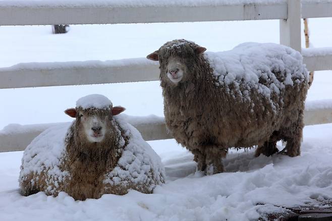 3·1일 연휴 마지막 날인 1일 강원 인제군 북면 용대리 마을에 많은 눈이 내린 가운데 농장에서 기르는 양의 털 위에 흰 눈이 수북이 쌓이고 있다. [연합]