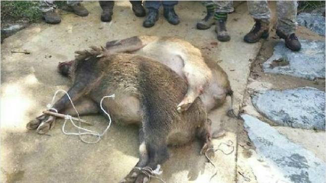 유해야생동물 피해방지단에 포획된 멧돼지. 포항시 남구청 제공