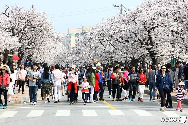 전북 정읍의 대표적인 봄 축제인 '정읍 벚꽃 축제'가 올해도 코로나19로 취소됐다. 2019년 개최된 정읍 벚꽃축제 한 장면. © 뉴스1